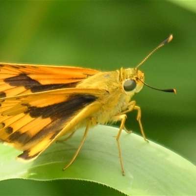 Ocybadistes walkeri (Green Grass-dart) at Fig Tree Pocket, QLD - 17 Feb 2007 by PJH123