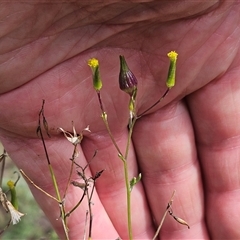 Senecio quadridentatus (Cotton Fireweed) at Hawker, ACT - Yesterday by sangio7