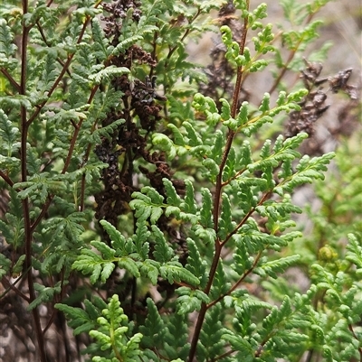 Cheilanthes sieberi subsp. sieberi (Mulga Rock Fern) at Hawker, ACT - 29 Apr 2025 by sangio7