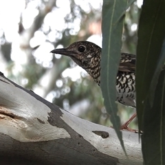 Zoothera lunulata at Acton, ACT - 29 Apr 2025 by HelenCross
