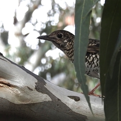 Zoothera lunulata at Acton, ACT - 29 Apr 2025 by HelenCross