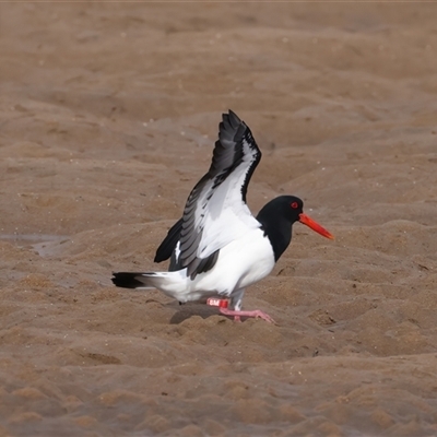 Haematopus longirostris (Australian Pied Oystercatcher) at Moruya Heads, NSW - 27 Apr 2025 by jb2602