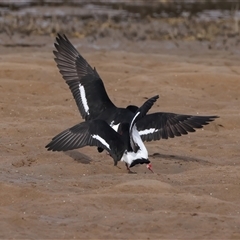 Haematopus longirostris at Moruya Heads, NSW - suppressed