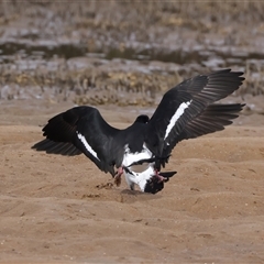 Haematopus longirostris at Moruya Heads, NSW - suppressed