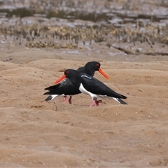 Haematopus longirostris at Moruya Heads, NSW - suppressed