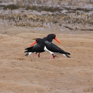 Haematopus longirostris at Moruya Heads, NSW - suppressed
