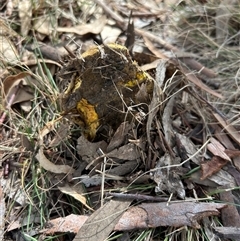 Unverified Uncategorised Fungi at Higgins, ACT - 29 Apr 2025 by Jillw