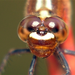Rhodothemis lieftincki at suppressed - suppressed