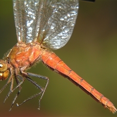 Rhodothemis lieftincki at suppressed - suppressed