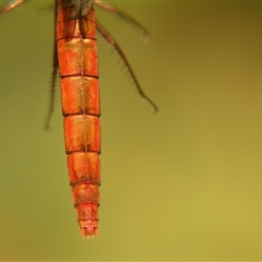 Rhodothemis lieftincki at suppressed - suppressed