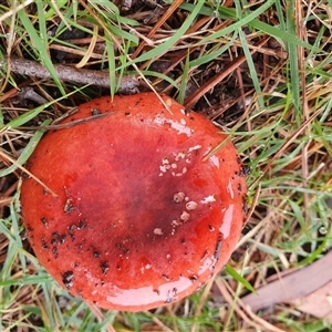 Russula sp. (genus) at Penrose, NSW - suppressed