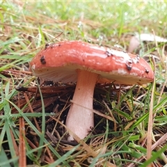 Russula sp. (genus) at Penrose, NSW - suppressed