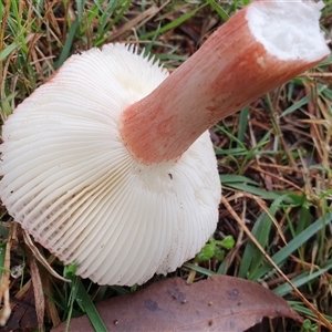 Russula sp. (genus) at Penrose, NSW - suppressed