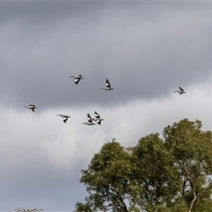 Pelecanus conspicillatus (Australian Pelican) at Waikerie, SA - 27 Oct 2022 by AlisonMilton