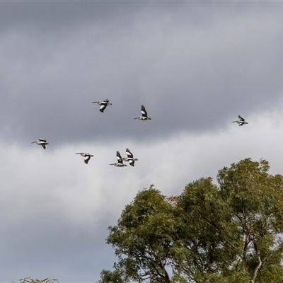 Pelecanus conspicillatus (Australian Pelican) at Waikerie, SA - 27 Oct 2022 by AlisonMilton