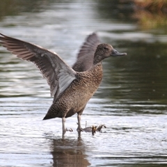 Stictonetta naevosa (Freckled Duck) at Fyshwick, ACT - 28 Apr 2025 by Harrisi