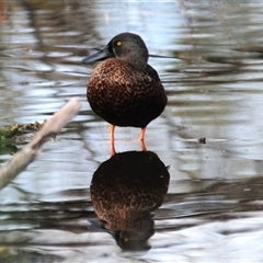 Spatula rhynchotis (Australasian Shoveler) at Fyshwick, ACT - 28 Apr 2025 by Harrisi