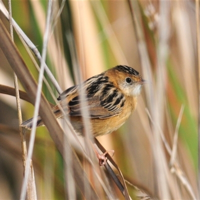 Cisticola exilis (Golden-headed Cisticola) at Fyshwick, ACT - 28 Apr 2025 by Harrisi