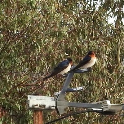 Hirundo neoxena at Crowther, NSW - 29 Apr 2025 by KMcCue