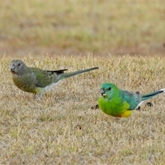 Psephotus haematonotus (Red-rumped Parrot) at Crowther, NSW - 28 Apr 2025 by KMcCue