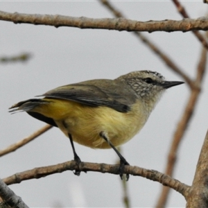 Acanthiza chrysorrhoa (Yellow-rumped Thornbill) at Crowther, NSW - 28 Apr 2025 by KMcCue