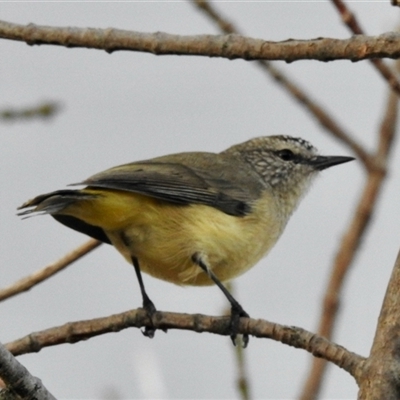 Acanthiza chrysorrhoa (Yellow-rumped Thornbill) at Crowther, NSW - 28 Apr 2025 by KMcCue