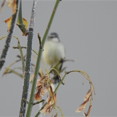Acanthiza chrysorrhoa at Crowther, NSW - 28 Apr 2025 by KMcCue
