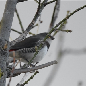 Stagonopleura guttata (Diamond Firetail) at Crowther, NSW - 28 Apr 2025 by KMcCue