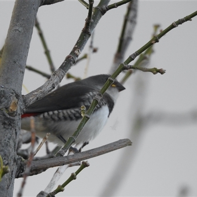 Stagonopleura guttata (Diamond Firetail) at Crowther, NSW - 28 Apr 2025 by KMcCue