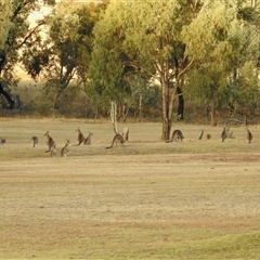 Macropus giganteus (Eastern Grey Kangaroo) at Crowther, NSW - 28 Apr 2025 by KMcCue
