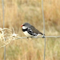 Stagonopleura guttata (Diamond Firetail) at Crowther, NSW - 28 Apr 2025 by KMcCue