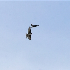 Hirundo neoxena at Thurgoona, NSW - 26 Apr 2025 by KylieWaldon
