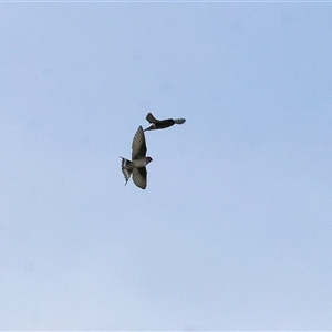 Hirundo neoxena at Thurgoona, NSW - 26 Apr 2025 08:44 AM