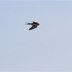 Hirundo neoxena at Thurgoona, NSW - 26 Apr 2025 08:44 AM