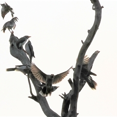 Manorina melanocephala at Thurgoona, NSW - 26 Apr 2025 08:12 AM