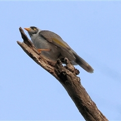 Manorina melanocephala at Thurgoona, NSW - 26 Apr 2025 08:12 AM