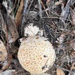 Amanita ochrophylla group at Moruya, NSW - 30 Apr 2025 by LisaH
