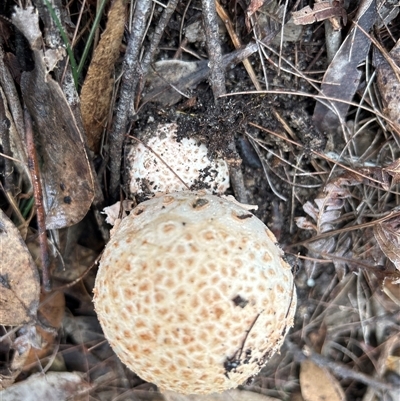 Amanita ochrophylla group at Moruya, NSW - 30 Apr 2025 by LisaH
