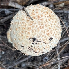 Amanita ochrophylla group at Moruya, NSW - suppressed