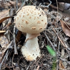 Amanita ochrophylla group at Moruya, NSW - suppressed