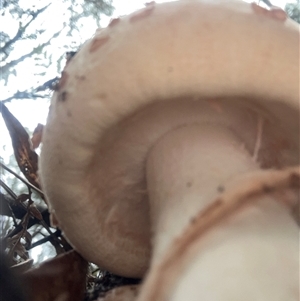 Amanita ochrophylla group at Moruya, NSW - suppressed