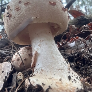 Amanita ochrophylla group at Moruya, NSW - suppressed