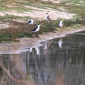 Vanellus miles at Thurgoona, NSW - 26 Apr 2025 by KylieWaldon