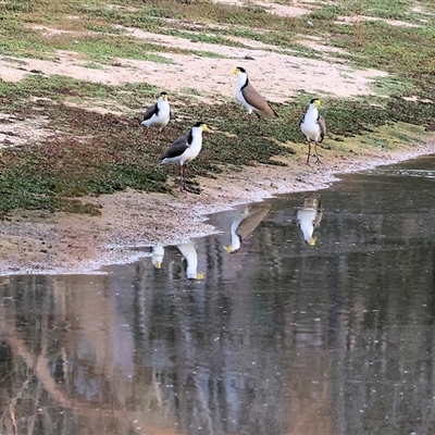 Vanellus miles at Thurgoona, NSW - 26 Apr 2025 by KylieWaldon