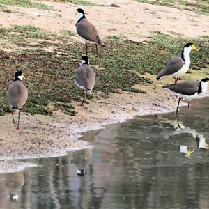 Vanellus miles at Thurgoona, NSW - 26 Apr 2025 08:14 AM