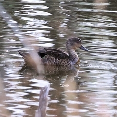 Anas gracilis at Thurgoona, NSW - 26 Apr 2025 08:51 AM