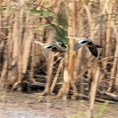 Anas gracilis at Thurgoona, NSW - 26 Apr 2025 08:51 AM