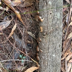 Stereum sp. at Moruya, NSW - suppressed