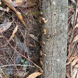 Stereum sp. at Moruya, NSW - suppressed