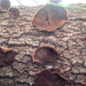 Stereum sp. at Moruya, NSW - suppressed